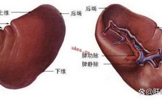儿童脾大背后隐藏哪些健康隐患？不同病因对生长发育有何影响？