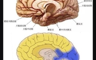 新生儿大脑前动脉阻力异常会引发哪些神经系统发育问题？