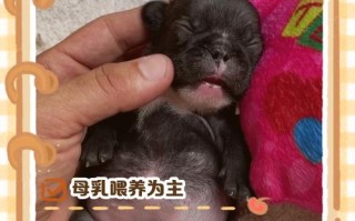 新生儿能和小狗接触吗？需注意哪些健康风险与科学养护方法？