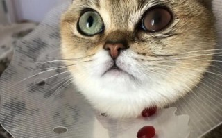 儿童能用玻璃酸钠滴眼液吗？