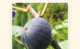 怀孕期间吃无花果会过敏吗？对胎儿发育有影响吗？