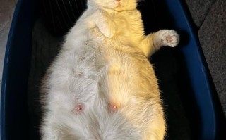 怀孕期间猫咪真的必须送走吗？养猫与孕期健康如何平衡？