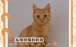 猫怀孕期间生病了，到底能不能吃药？对胎儿会有影响吗？