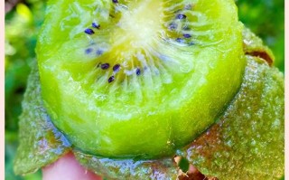 怀孕期间能吃猕猴桃吗？孕期食用猕猴桃有哪些注意事项？