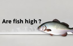 鱼是高脂肪食物吗？哪些鱼类脂肪含量高？