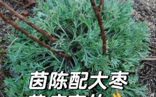 孕妇吃什么真能防新生儿黄疸？