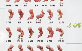 孕期胎儿在几个月长得最快？不同阶段发育重点有何差异？