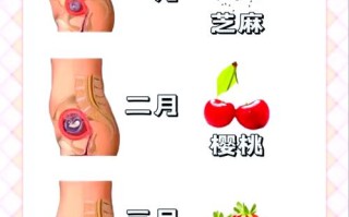 孕期每个月宝宝生长变化有何不同？关键发育节点要注意什么？