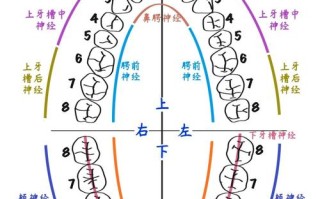 孕期牙齿露神经疼痛难忍，能用药治疗吗？对胎儿有影响吗？