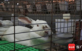 怀孕期间可以养兔子吗