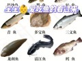 儿童吃什么鱼没有鱼刺？哪些适合宝宝安全食用？