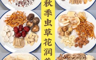 儿童为何不能吃虫草花煲汤？