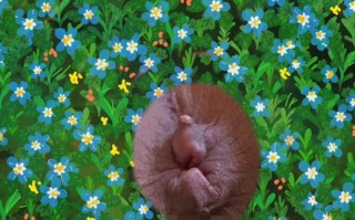 新生儿肛门有个小疙瘩