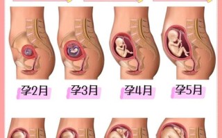 孕最后一个月胎儿到底能长多少？