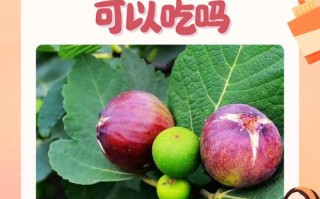 孕期血糖高能吃无花果吗？