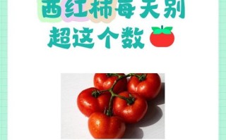 孕期吃生西红柿安全吗？会对胎儿或孕妇健康有潜在风险吗？