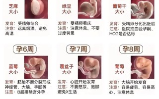 孕期5个半月到底对应多少周？胎儿发育阶段该如何准确换算？