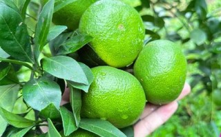 孕期高血糖能吃橘子吗？