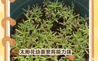 新生儿点花后多久能显现具体效果？影响点花结果的因素有哪些？