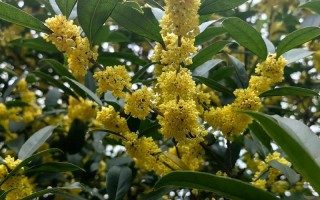 怀孕期间闻桂花会引发不适或影响胎儿健康吗？