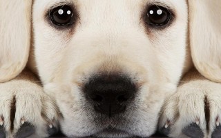 哪些感人电影既能触动孩子心灵，又不会给他们带来心理负担？