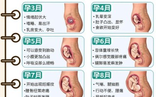 孕期肚脐什么时候突出