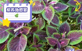 怀孕期间吃紫苏真的安全吗？对胎儿有影响吗？