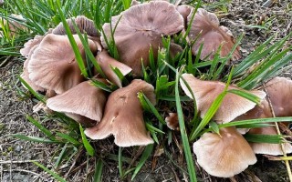 孕期食用野生蘑菇存在哪些安全隐患？如何科学判断其安全性？