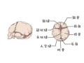 新生儿颅骨缺损是先天发育异常还是后天因素导致？