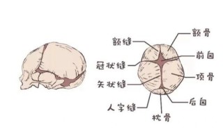 新生儿颅骨缺损是先天发育异常还是后天因素导致？