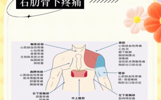 孕期右肋骨疼痛是否意味着怀的是女孩？科学依据是什么？
