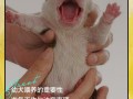 新生儿家庭养狗需要注意哪些问题才能兼顾宝宝健康与宠物和谐？