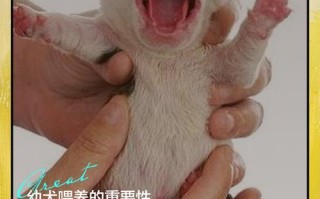 新生儿家庭养狗需要注意哪些问题才能兼顾宝宝健康与宠物和谐？