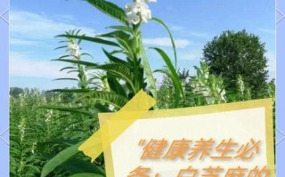 孕期吃白芝麻对妈妈和宝宝到底有哪些具体好处呢？