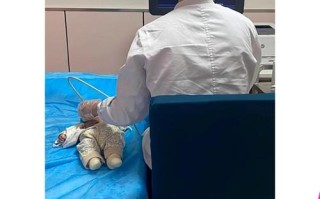 新生儿42天检查必须去医院吗？社区和妇幼保健院有什么区别？