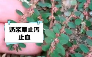 婆婆给新生儿喝草药水，这种行为真的科学吗？会对宝宝健康造成哪些潜在风险？