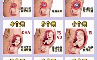 胎儿哪个阶段长得最快？