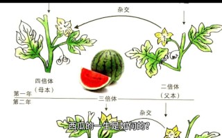 孕期梦见西瓜真能预测生男生女？科学依据还是民间迷信？