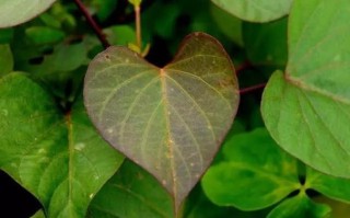 怀孕期间出现绿色分泌物是正常的吗？会对胎儿有影响吗？