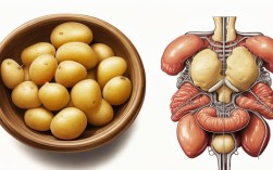 土豆是产气食物吗，土豆是产气食物吗?