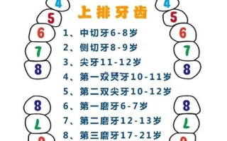 儿童哪些牙齿不会替换？