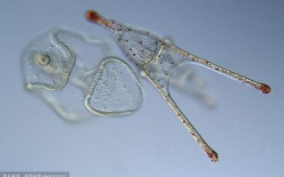 新生儿弥散性血管内凝血的早期识别与干预难点有哪些？