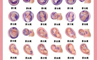 孕期25周胎儿发育如何？关键变化有哪些？