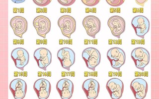 整个孕期宝宝发育过程，每个阶段关键变化是什么？