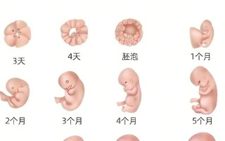 怀孕期间接触新生儿会有健康风险吗？需要注意哪些防护措施？