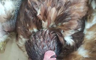 新生儿小鸡有白色分泌物要紧吗？