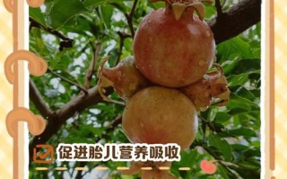 孕期吃石榴，对胎儿和妈妈有哪些好处？