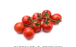 孕期爱吃圣女果真能影响胎儿性别吗？科学依据在哪里？