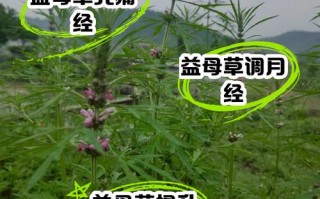 孕期喝益母草对胎儿有影响吗？