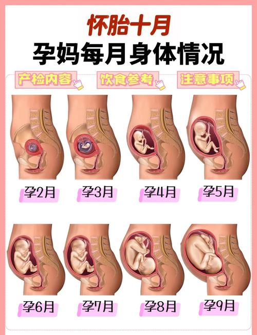 孕最后一个月胎儿到底能长多少？-第1张图片-中州医学会